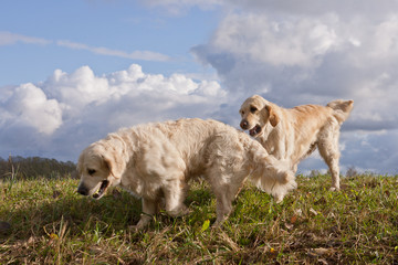 Obraz premium Labrador Retriever running in a grass field. Dog walking and playing in park. Happy pet in the wild