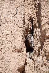 ground squirrel in the rocks