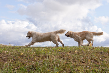 Obraz premium Labrador Retriever running in a grass field. Dog walking and playing in park. Happy pet in the wild