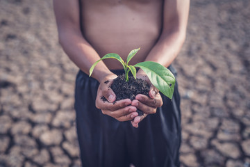 Close up of hands holding green plant in dry land,Crack dried soil in drought and ,Climate change from global warming.