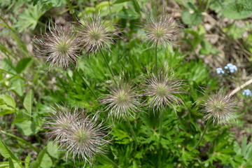 Top view of the faded fluffy inflorescence of Prairie smoke (lat. Pulsatílla pátens) or Spreading pasqueflower (lat. Anemone patents).