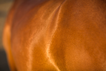 Horse hanoverian red brown color skin fur