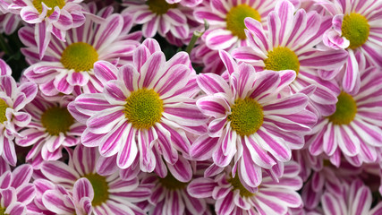 pink and white daisy chrysanthemum flowers bouquet background.