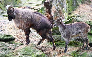 couple of himalaya tahr in high mountain