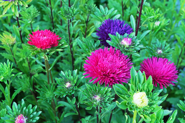 Aster flowers. Pink and purple asters on a background of green leaves.