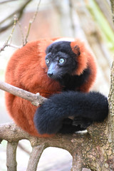 Fototapeta premium czerwony lemur wariata na drzewie