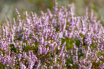 Obraz premium Heather plant in the shoreline of Sweden