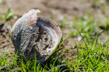 River shell on the shore