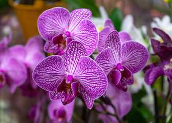 Obraz na płótnie Canvas Purple Orchid flowers growing in greenhouse garden.