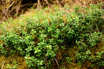 Nature Green Spring summer Wild Evergreen Small Leaves close-up flower Bed Forest plants Cowberry Leaves After the rain