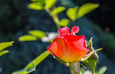 Beautiful red rose in the garden. Perfect for greeting card
