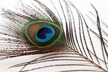 Peacock Feather Images