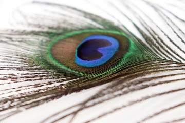 Peacock Feather Images