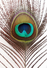 Peacock Feather Images