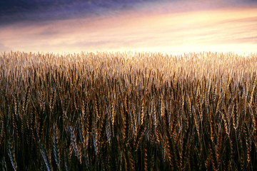 Malerisches Weizenfeld