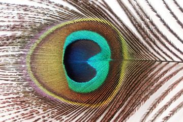 Obraz premium Peacock Feather Images