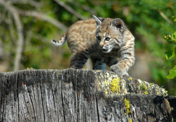 Bobcat Baby on Stump 1