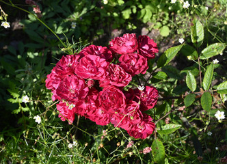 Blossoming red rose buds on a green lawn on a bright Sunny day.