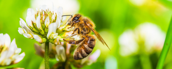 Honey bee on white flower while collecting pollen on green blurred background close up macro. - obrazy, fototapety, plakaty
