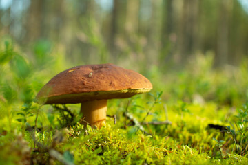 White mushroom in a pine forest.