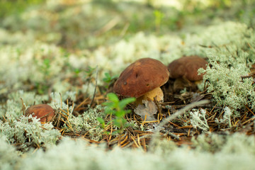 White mushroom in a pine forest.
