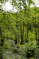Fototapeta na wymiar Forest on the island of Rügen