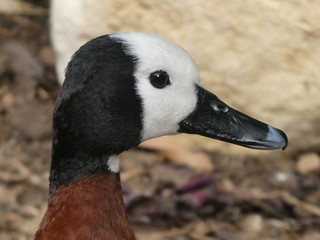 white faced tree duck