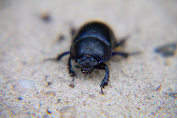 Closeup from Beetle walking on the sand