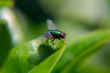Closeup from a green fly sitting on a green leave