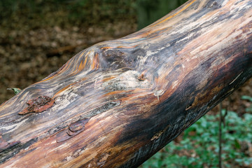 Detail of the beautifully grained wood of a pine trunk