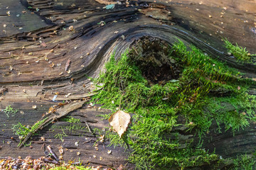 Moss on an old fallen tree