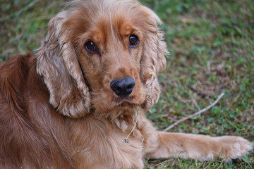 cocker spaniel sitting on grass