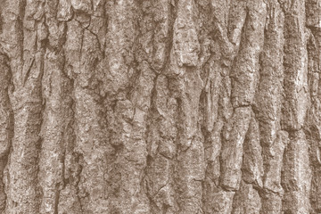 Texture of old oak