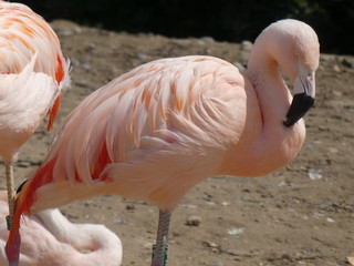 Fototapeta na wymiar chilean flamingo