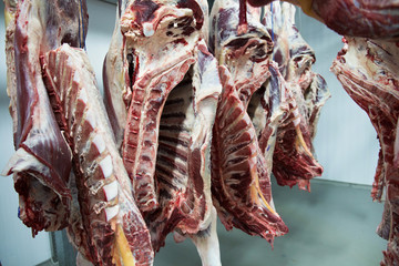 Freshly slaughtered halves of cattle hanging on the hooks in a refrigerator room of a meat plant for further food processing.