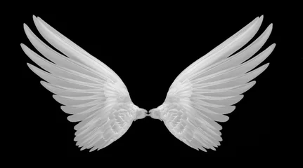 Fotobehang white wings of bird on black background © tapaton