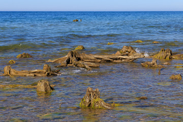 Large old wood stumps in the blue water of the sea.