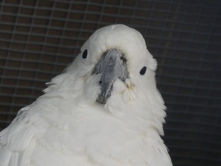 sulphur crested cockatoo