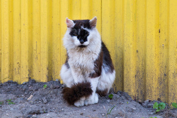 Portrait of a black and white cat on the background of a yellow metal fence.