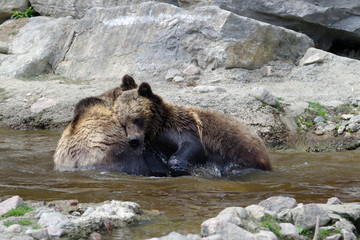 Jeux d'ours grizzli