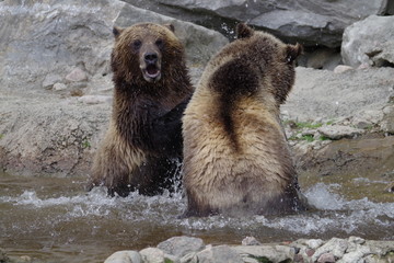 Jeux d'ours grizzli