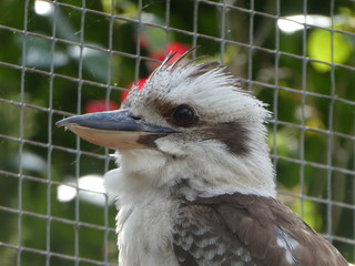 Laughing kookaburra