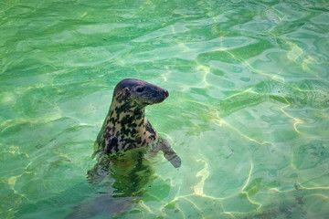 Fototapeta premium Baltic grey seal (Halichoerus grypus macrorhynchus) in the green water in a pool.