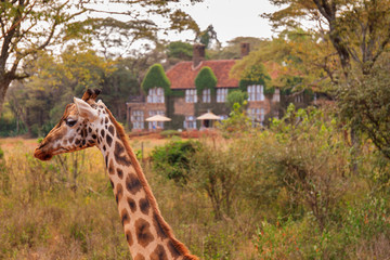The Giraffe Centre located near Nairobi, Kenya