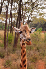 The Giraffe Centre located near Nairobi, Kenya