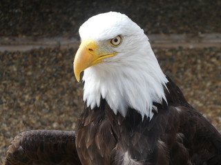 bald eagle