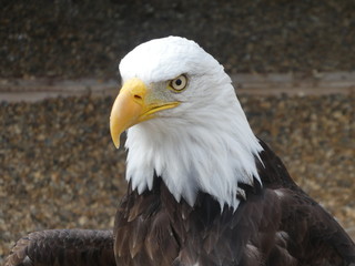 bald eagle
