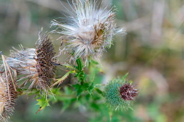 Fruits of a prickly meadow plant on a background of yellowed grass on a sunny summer day