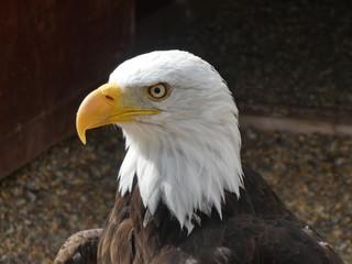 bald eagle