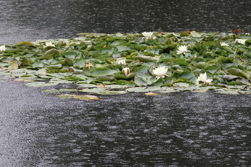 Obraz na płótnie Canvas White water lilies in the lake during the rain
